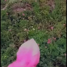 جوجه‌های من؟ 🐥