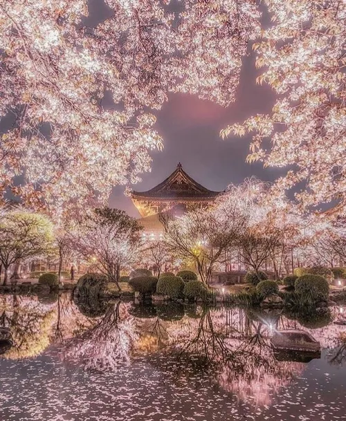 تصاویری از جشن شکوفه های گیلاس در ژاپن