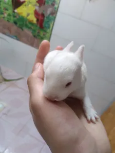 عصیصممم چشمای بچه خرگوشا باز شده🫀🥺🐰