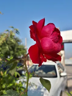 #دانشگاه #گل_محمدی